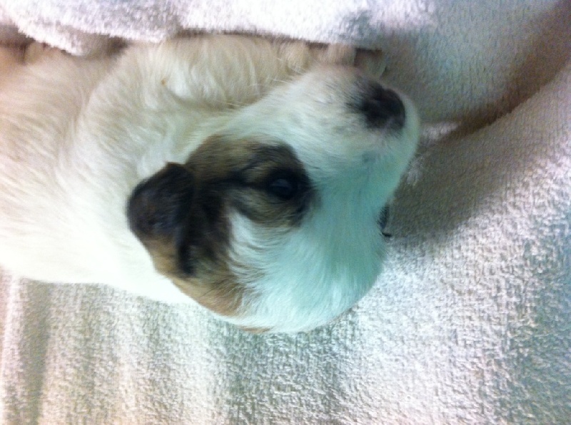 Live with hope - Chiot disponible  - Jack Russell Terrier